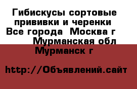 Гибискусы сортовые, прививки и черенки - Все города, Москва г.  »    . Мурманская обл.,Мурманск г.